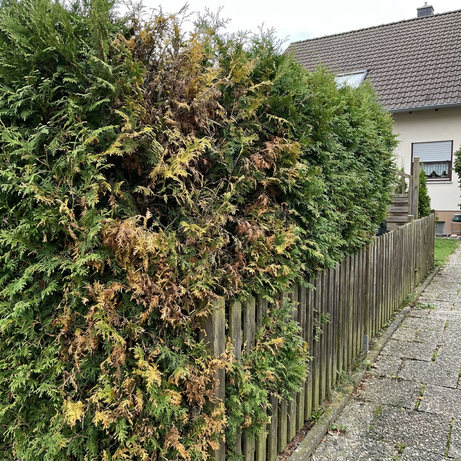 Thuja-Hecke mit braunen, vertrockneten Stellen an einem Gartenzaun